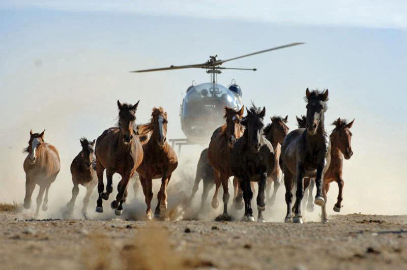 generalslug's tweet photo. did you know that in wyoming the bureau of land management rounds up wild horses using helicopters and in addition to being cruel this practice generates insane photos https://t.co/Z5D53xwx7x