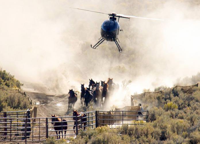 generalslug's tweet photo. did you know that in wyoming the bureau of land management rounds up wild horses using helicopters and in addition to being cruel this practice generates insane photos https://t.co/Z5D53xwx7x