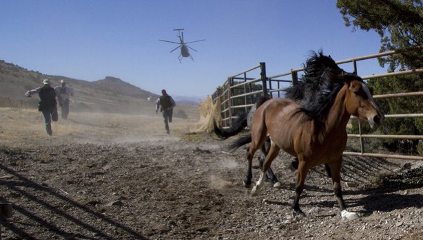 generalslug's tweet photo. did you know that in wyoming the bureau of land management rounds up wild horses using helicopters and in addition to being cruel this practice generates insane photos https://t.co/Z5D53xwx7x