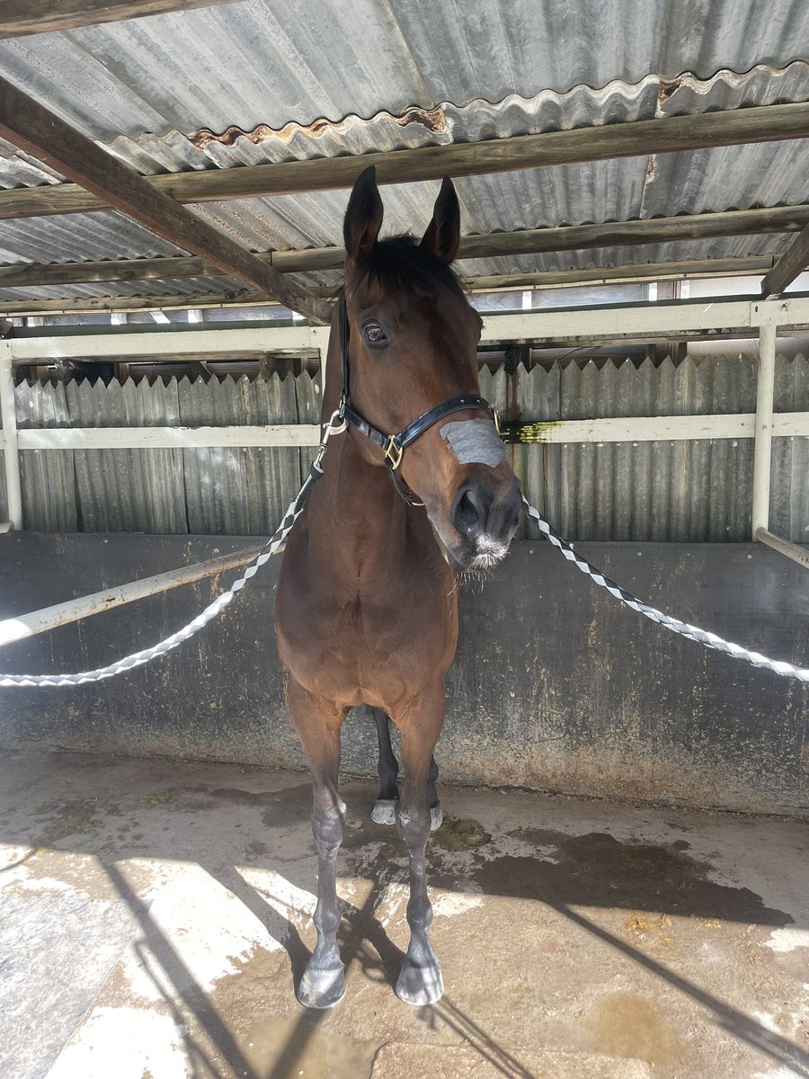 joewaldron10's tweet photo. @honestpunter841 Thanks for your interest mate! He’d like you to know that most importantly he’s pulled up sound and looks forward to you having your Centrelink cheque on him next time! 🍻👋 https://t.co/XdHBo22KJL