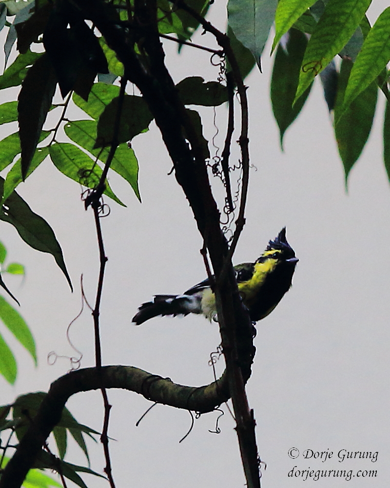 Dorje_sDooing's tweet photo. More photos of #HimalayanBlackLoredTit from Aug. 24. #Kathmandu #Nepal #WidlLife #Nature #WildLifePhotography #birding #birdwatching #birdingphotography #naturephoto #wildlifephoto #Birder #birdphotography #birdsphotography #Nepaliwildlife #wildnepal #birdlovers #UrbanBirds https://t.co/Z63ZSoZwZx