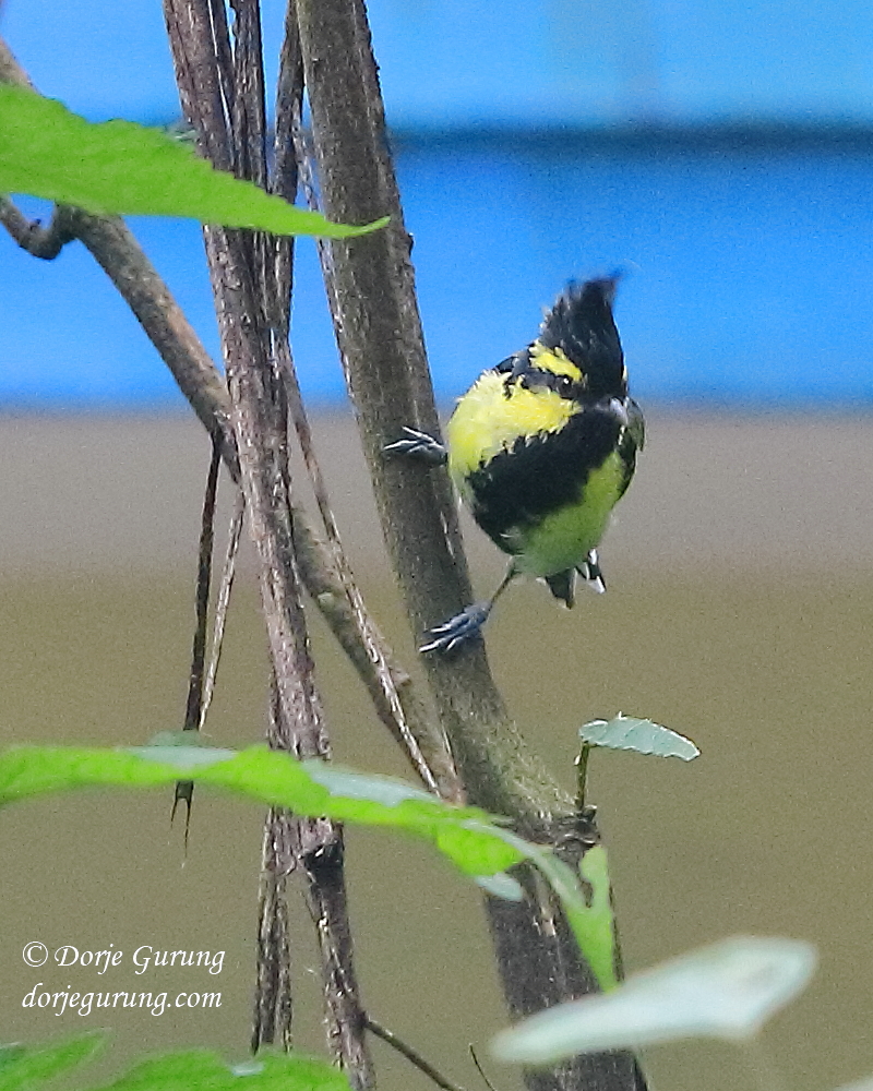 Dorje_sDooing's tweet photo. More photos of #HimalayanBlackLoredTit from Aug. 24. #Kathmandu #Nepal #WidlLife #Nature #WildLifePhotography #birding #birdwatching #birdingphotography #naturephoto #wildlifephoto #Birder #birdphotography #birdsphotography #Nepaliwildlife #wildnepal #birdlovers #UrbanBirds https://t.co/Z63ZSoZwZx