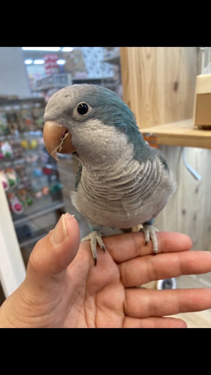 keikokoike4015's tweet photo. 迷いオキナインコ探してます
9月5日12時半くらいに
大阪府堺市北区百舌鳥西之町から、逃げました　　生後1年2ヶ月メス
名前はオキ子　オキちゃんといいます
何かご存知のことがあればよろしくご連絡お願いします
お腹がすいていれば、手や肩に乗ることもあると思います
一応手乗りです https://t.co/6HfPVOkB3d