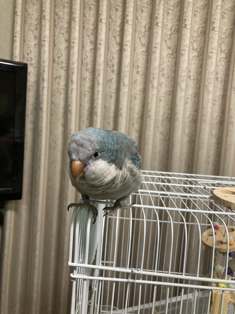 keikokoike4015's tweet photo. 迷いオキナインコ探してます
9月5日12時半くらいに
大阪府堺市北区百舌鳥西之町から、逃げました　　生後1年2ヶ月メス
名前はオキ子　オキちゃんといいます
何かご存知のことがあればよろしくご連絡お願いします
お腹がすいていれば、手や肩に乗ることもあると思います
一応手乗りです https://t.co/6HfPVOkB3d