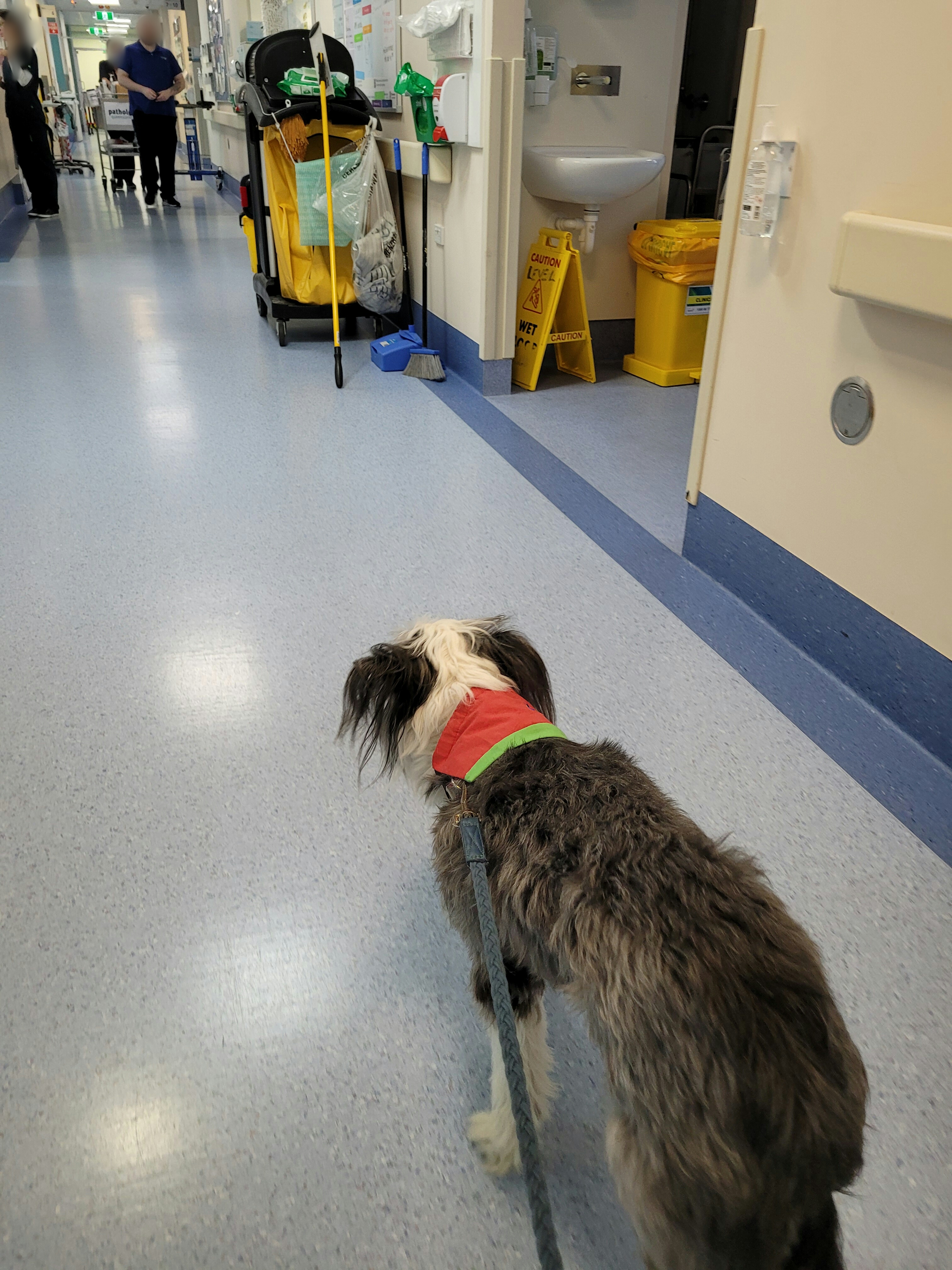 Delta Therapy Dogs DeltaTherapyAus X