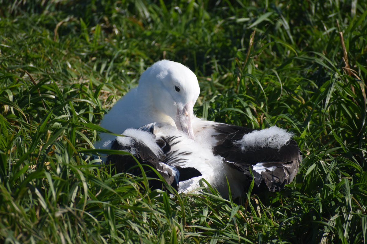The queen of preening ✨
Fledging has begun for the albatross chicks at Taiaroa Head, a few have left so far, and any day now we will see the first returnee for the new season! Get those bells ready 🔔 
#albatross #dunedin 

📷 Laura Findlay