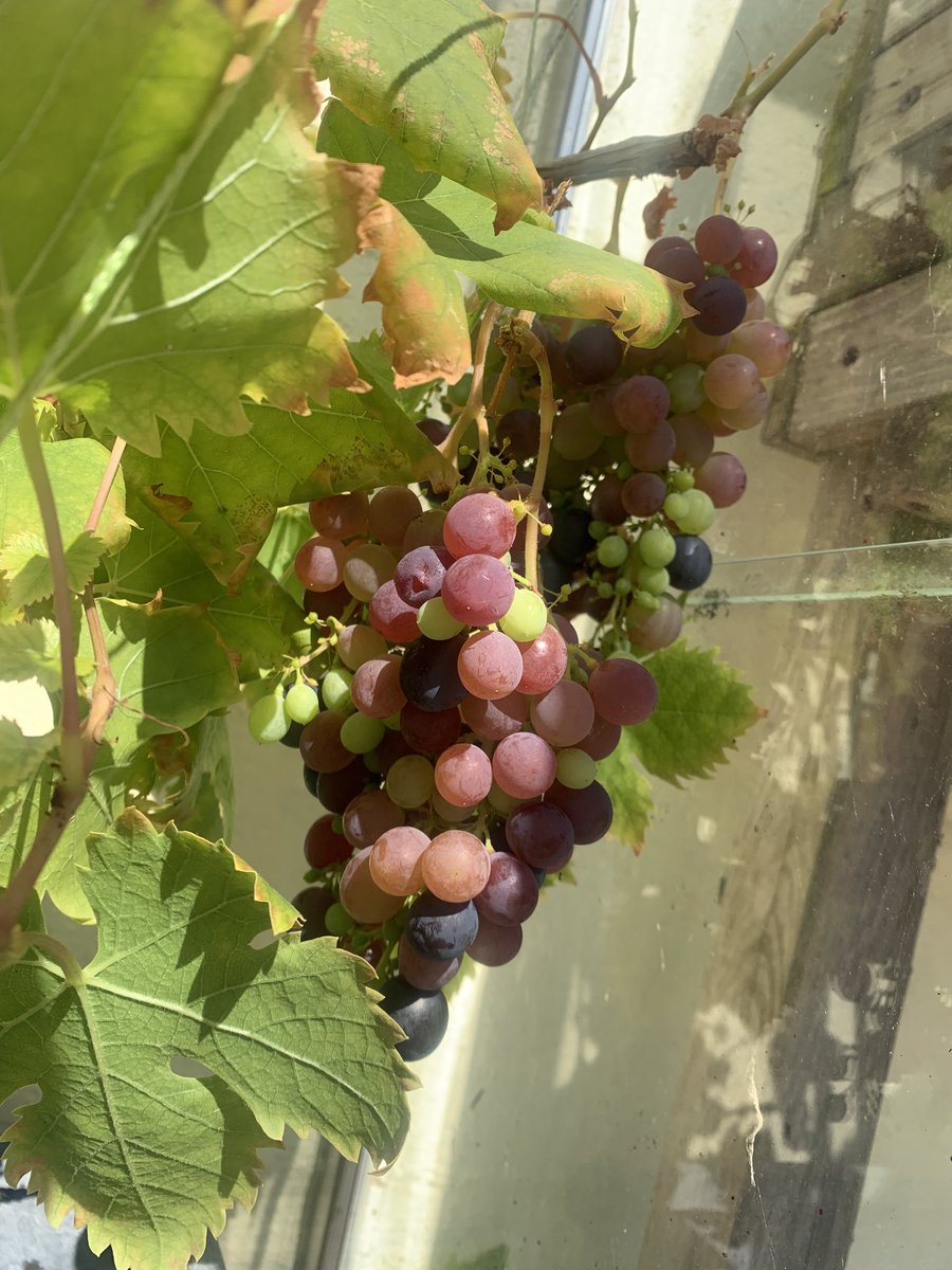 You can’t beat the flavour of home grown #grapes