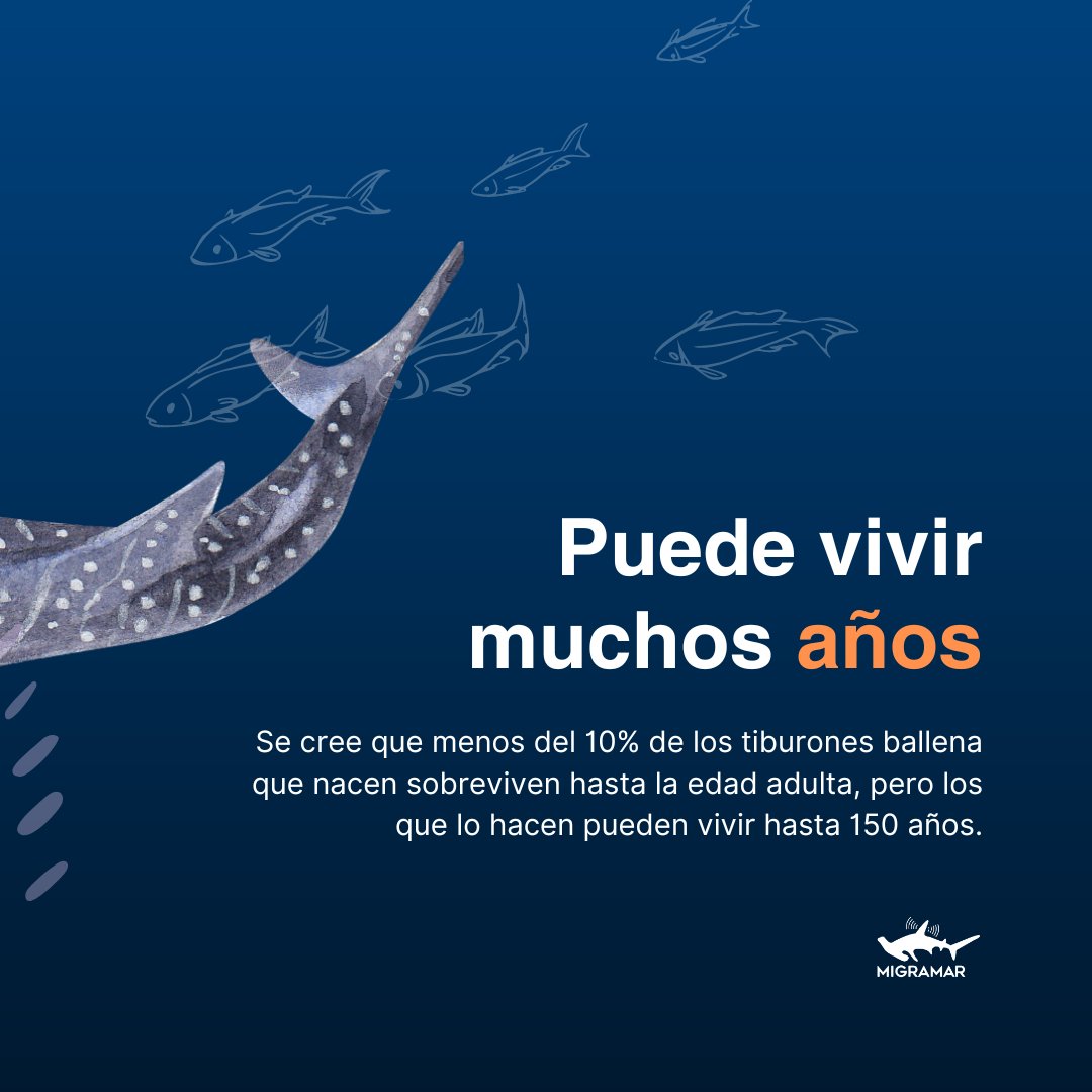 #TIBURÓNBALLENA​ Día Internacional del pez más grande, el tiburón ballena. Existen muchos misterios y vacíos de información sobre esta especie, por ello, una parte de nuestros esfuerzos se centran en llenar esos vacíos mediante la investigación.