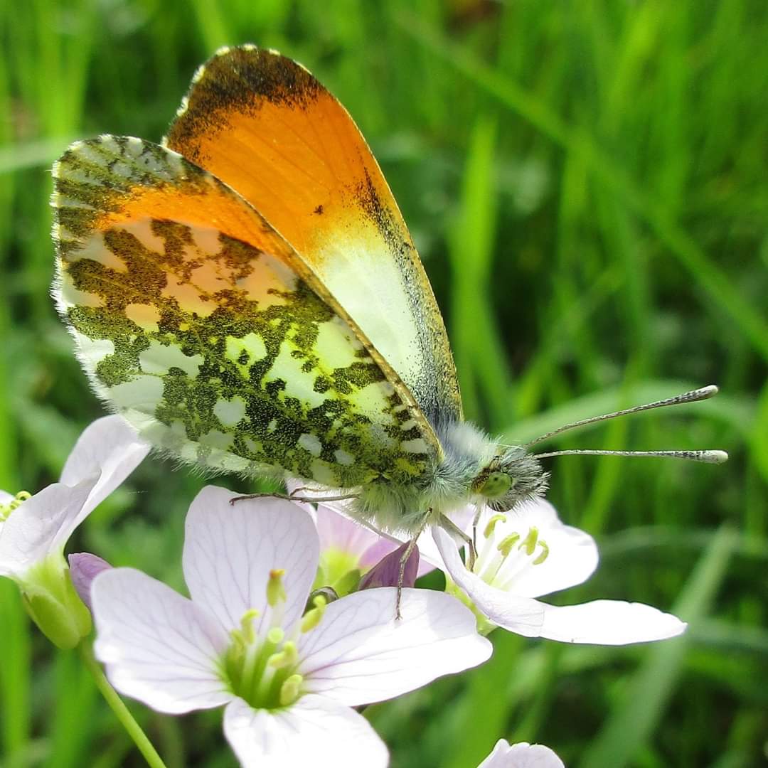 Kom je ook naar het Goudse biodiversiteitsweekend (8-10 september).  Aan het Heempad is van alles te beleven voor jong en oud. B.v. natuur café, nachtvlinders kijken, veldonderzoek, tentoonstelling biodiversiteit, advies over duurzame tuin.  Meer info:  gouda.knnv.nl
