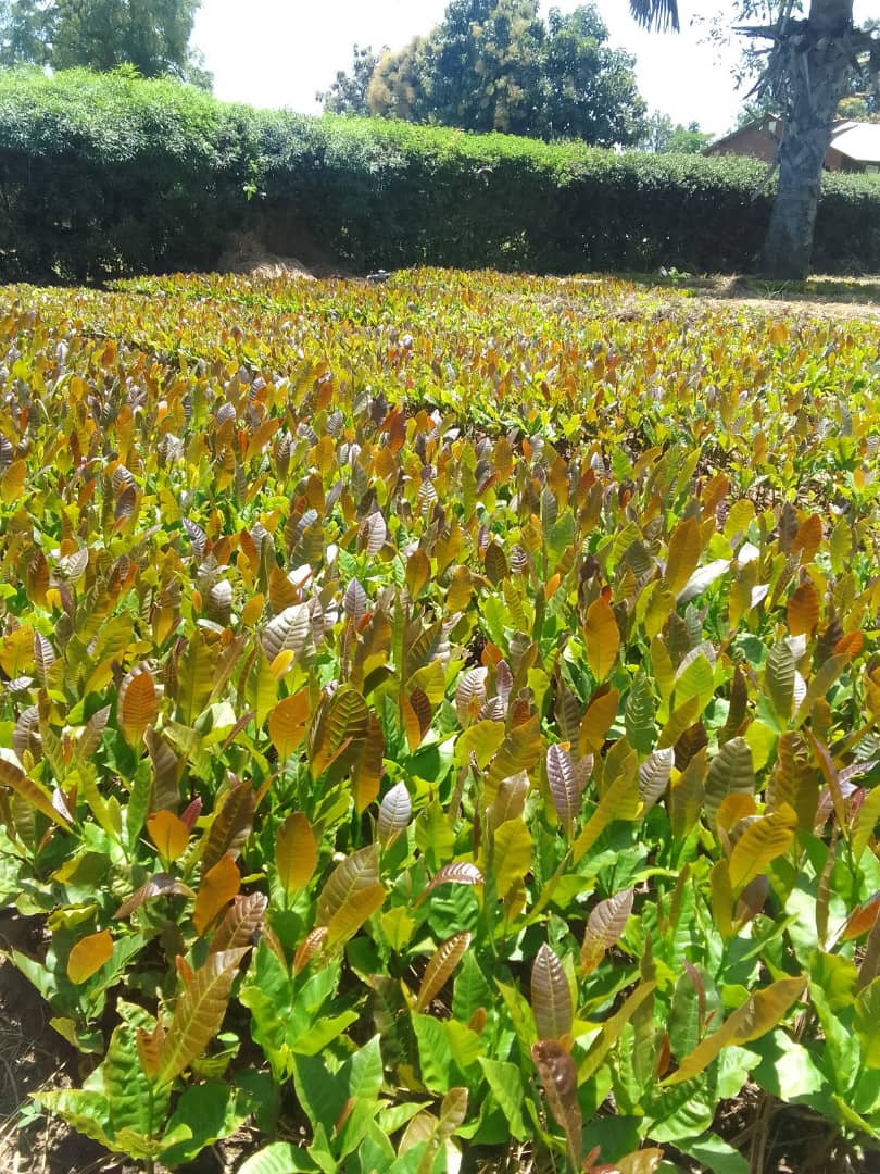 Kestensmixedfar's tweet photo. Cashew nuts seedlings, Uganda 6000 per plant. https://t.co/u6glFssYrj