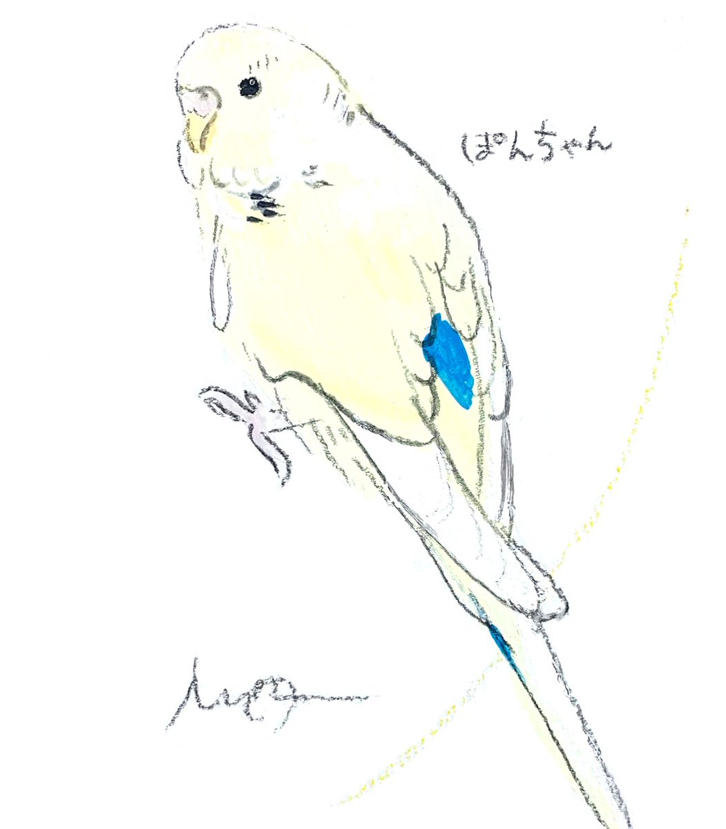 「オーダーイラストのご紹介黄色に背中のブルーが美しいセキセイインコさん#小鳥のアー」|オクムラミチヨのイラスト