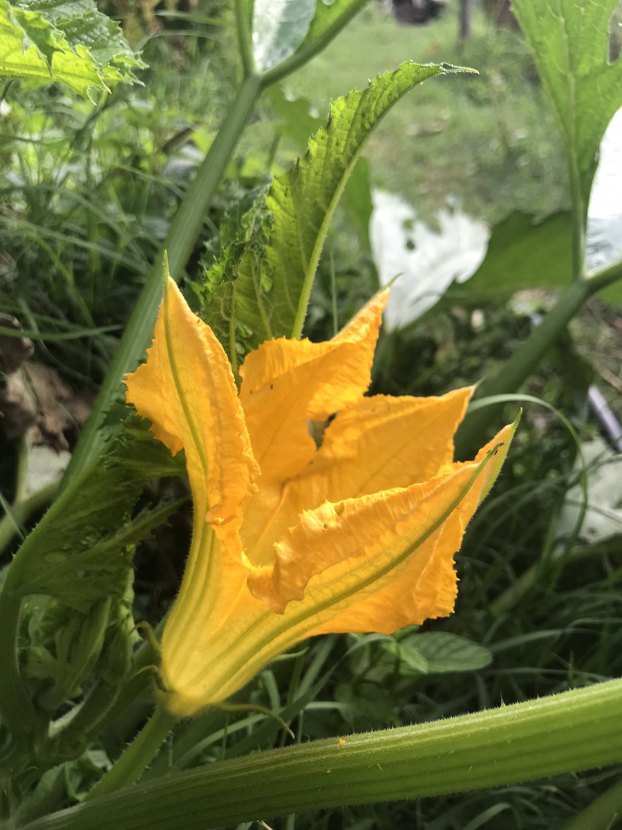 🎃It’s squash season!! Here is a pumpkin flower in our garden! 
Using #permaculture practice our community garden alongside our school puts into practice our commitment to sustainability and biodiversity!
#siena #autumn #autunno🍁 #tuscany #toscana
