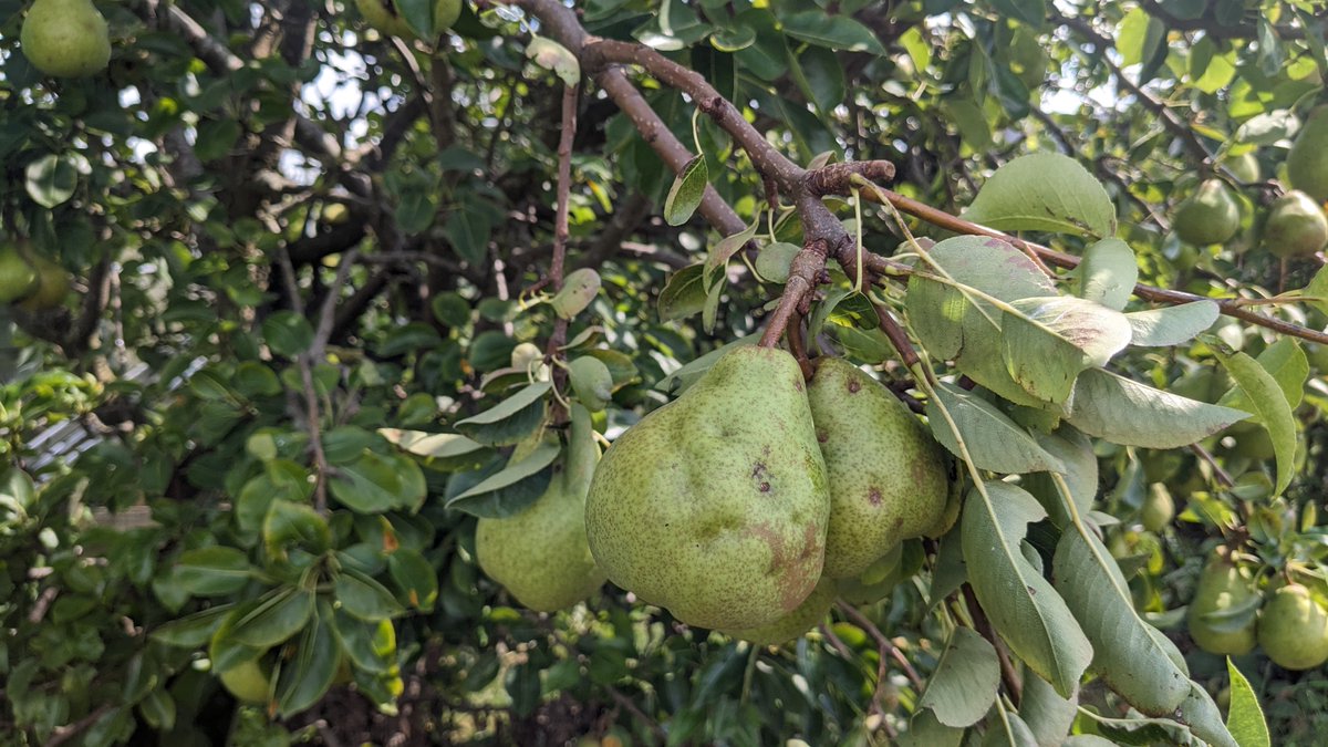 Whilst it's wonderful to get a glut of fruit to gorge on in autumn, you might like to save some for later in the year. Read our tips for storing your orchard fruit. 🍏🍐

👉 ptes.org/campaigns/trad…