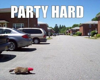 meow2you's tweet photo. As another great party ends, the wildlife in this town is much wilder than you'd think. π€£ππ₯΄π
#NationalWildlifeDay #BeaverDamn
@ThePhilosopurr @GeneralCattis @HarryCatPurrs @CatFanatic9 @LuminousNumino1 @TERRYW_UK @PeterRABBIT67 @briano29 @eliznoelle @EringoB02429272 @lymeist https://t.co/mhMZm7U4hB
