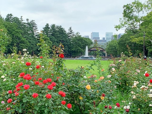 信じられないこと！
今朝から工事を強行していますが

日比谷公園の象徴、第2花壇のバラを撤去・処分する！
といいます

樹木は移植しても、バラはゴミにすると？

東京都に意見をお願いします！

＃NoTreeNoLife　＃公園破壊　＃日比谷公園が危ない　＃第2花壇が壊される　＃バラを助けて
