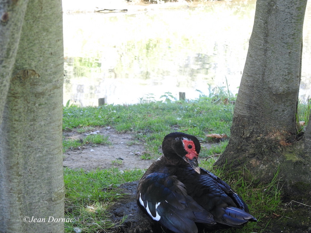 JeanDornac's tweet photo. Qu’il est bon de se reposer à l’ombre des arbres, n’est-ce pas beau canard de barbarie... #reposer #ombre #arbres #beau #canard #barbarie #parc #médiathèque #Lannion #CôteArmor #Bretagne #France https://t.co/eeCwWRZCQM