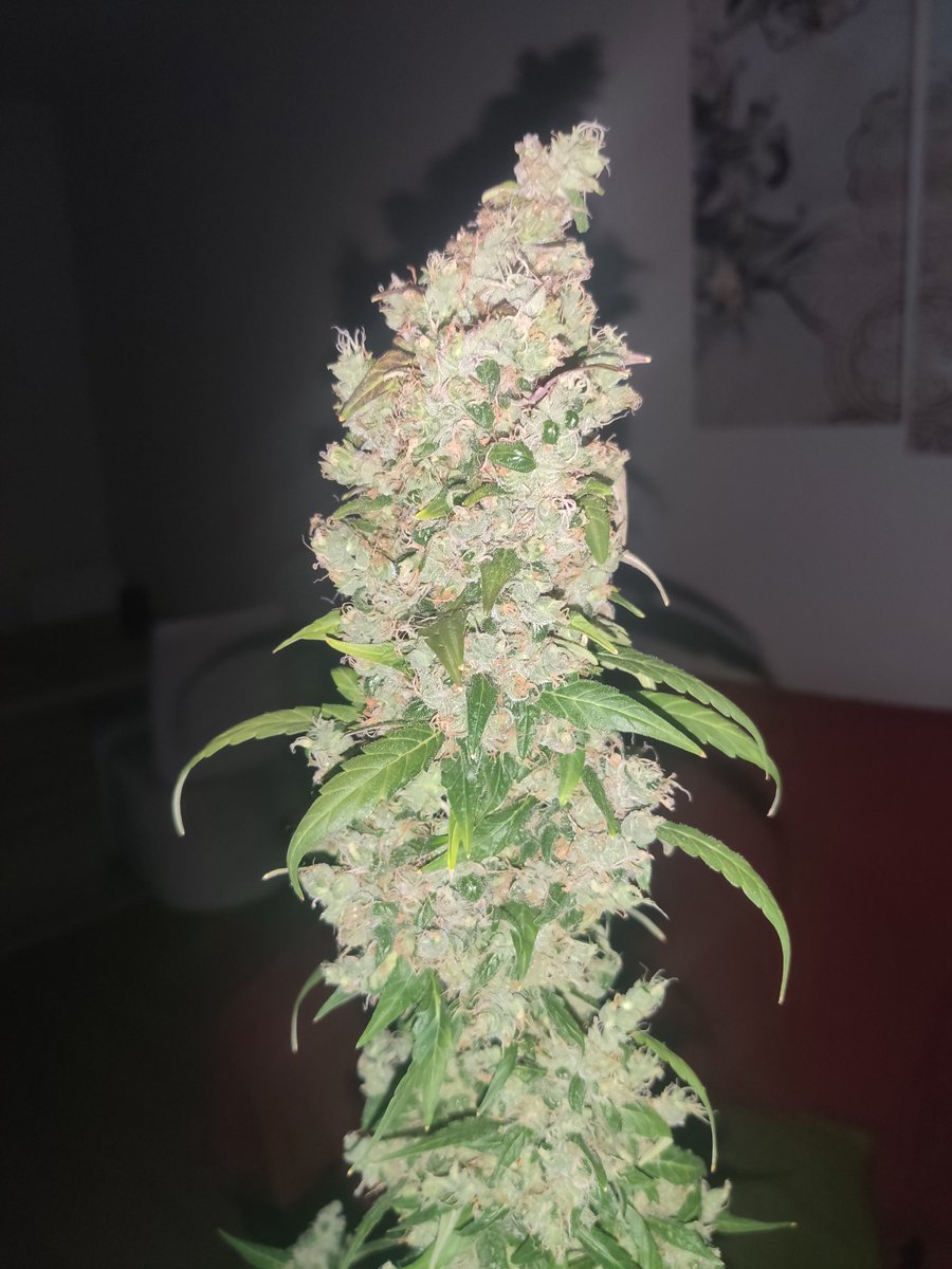 introvertido420's tweet photo. Auto gorilla XXL en maceta de 7l
Pd: la foto está hecha con flash, por eso se ve así.
#Autocultivo #autoflorecientes #WeedLovers #CannabisCommunity https://t.co/UyTM7t9GTt