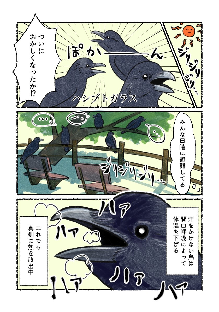 意外と知らない鳥の生活
「黒いと大変」
鳥も、犬のように体温調整します。
ちなみに、黒色は熱を吸収しやすく、発散しやすいという。日陰に入ると白色よりもすぐに熱が逃げていくのだとか。