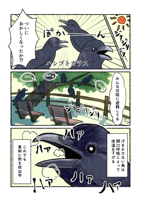 意外と知らない鳥の生活
「黒いと大変」
鳥も、犬のように体温調整します。
ちなみに、黒色は熱を吸収しやすく、発散しやすいという。日陰に入ると白色よりもすぐに熱が逃げていくのだとか。 