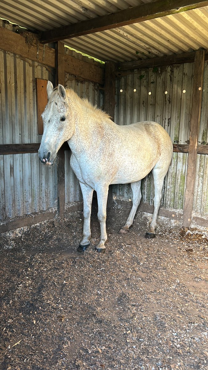 I sadly have a very lame pony this morning. We are waiting on the vet. Prayers and crossed fingers for him, please 😢