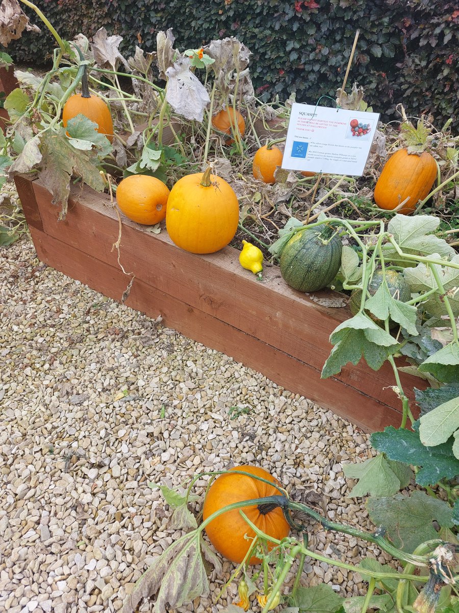 The pumpkins are 'curing' nicely!