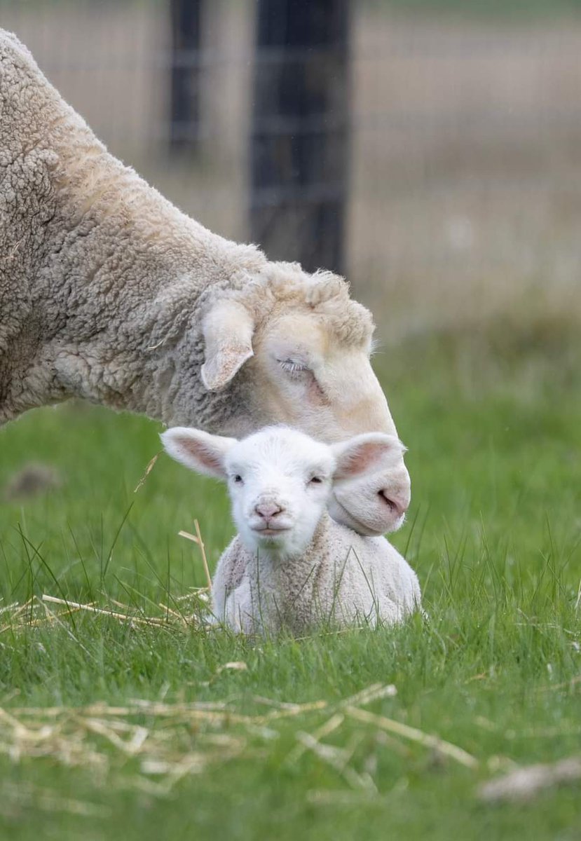 Rachael57354278's tweet photo. Happy Tuesday 💗🌱 Family not food. #bekind #lovelambsweek #lambs #vegan #motherhood #family #love #kindness #lamb #sanctuary #edgarsmission https://t.co/oPk3vfBcuL