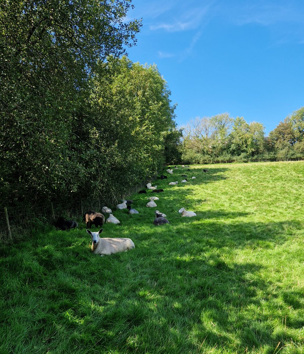 WPSSanctuary's tweet photo. It's been a while since it was 28°c 🔥☀️
#animalsanctuary #sheep365 #sunshineatlast #hotweather #intheshade #nonprofit #Amazonwishlist #foreverhome #animallovers #sheep4life #sponsorship
https://t.co/YQ6FGltCjo https://t.co/sDADrU0utg