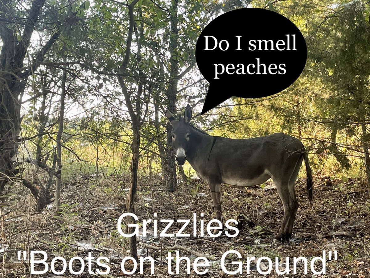 After spending day with Joe aka 'Texas State of Mind' watching manhunt live with  ⁦@truecrimegisela⁩ - Grizz, one of our rescue donkeys, was inspired to search our woods.  Didn't tell her that we are a long way from Pennsylvania 😃 #GrizzlyTrueCrime