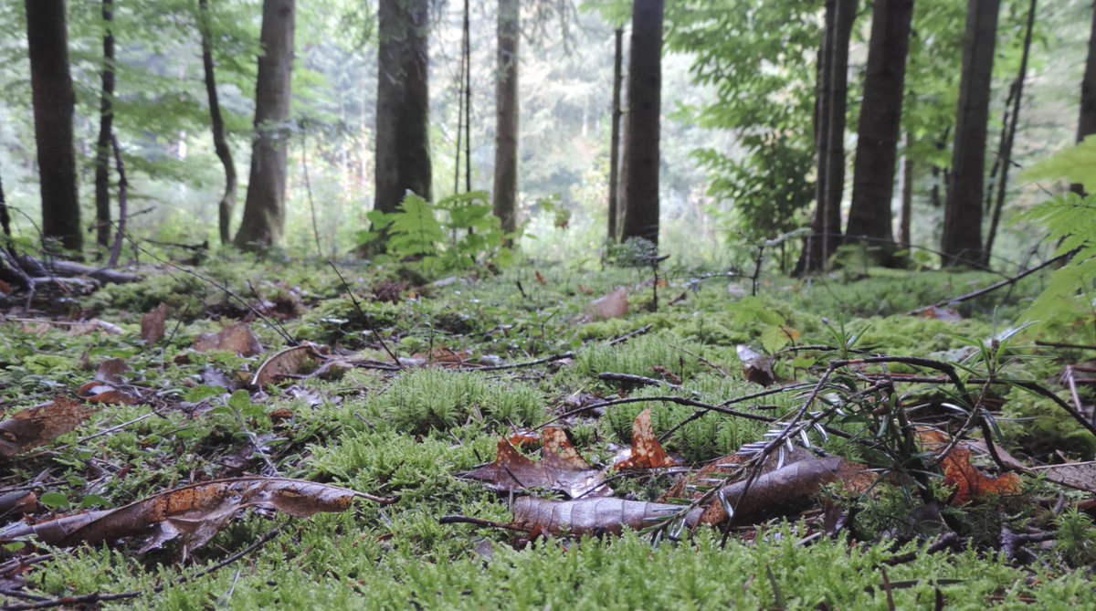 UCFFcoop's tweet image. #Agriculture et #Sylviculture 🤝 Les coopératives partageront ambitions &amp;amp; objectifs #carbone à l'occasion d'une conférence à @PRODURABLE le 13/09 à 12h30 👉 "De la terre aux arbres, le rôle clé des coopératives agricoles &amp;amp; forestières dans la décarbonation" 🧑‍🌾♻️👷 @lacoopagricole