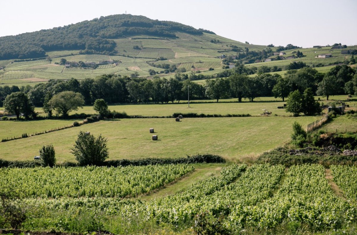 UCFFcoop's tweet image. #Agriculture et #Sylviculture 🤝 Les coopératives partageront ambitions &amp;amp; objectifs #carbone à l'occasion d'une conférence à @PRODURABLE le 13/09 à 12h30 👉 "De la terre aux arbres, le rôle clé des coopératives agricoles &amp;amp; forestières dans la décarbonation" 🧑‍🌾♻️👷 @lacoopagricole