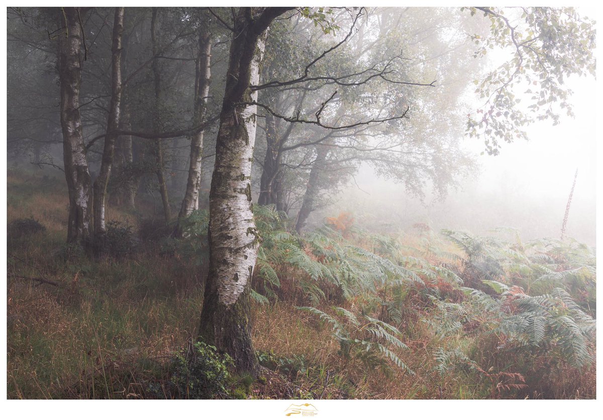 Into the Depths.

Love the darkness and mystery in the depths of this photograph. Perfect contrast to that soft, late summer light.