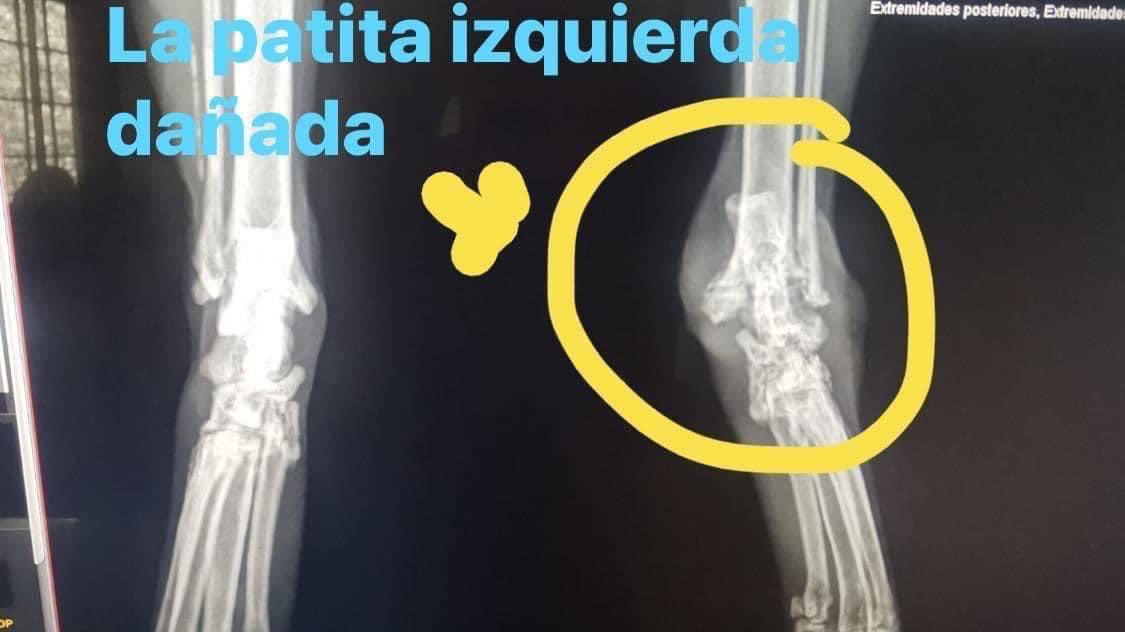Mriadelia's tweet photo. @JJoelAG  hola Joel, mil disculpas por la confianza, quería ofrecerte un númerito de una rifa a favor de una gatita sin hogar, vale ₡1500, a ella le hicieron una biopsia y se le diagnosticó sinuvitis linfoplasmocitaria y neutrofilica con procesos de reparación, enfermedad de los huesitos, tiene sus patitas izquierdas dañadas pero el dr ya le envió tratamiento para detener l enfermedad, por si te gustaría el premio es una canasta de víveres, sorteo 10 de setiembre, sinpe 87030105 María Castro gracias