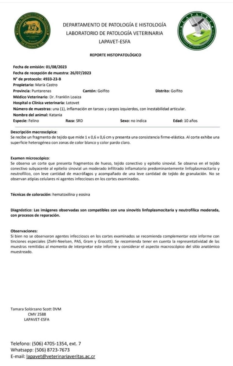 Mriadelia's tweet photo. @cpag21  hola Carol, mil disculpas por la confianza, quería ofrecerte un númerito de una rifa a favor de una gatita sin hogar, vale ₡1500, a ella le hicieron una biopsia y se le diagnosticó sinuvitis linfoplasmocitaria y neutrofilica con procesos de reparación, enfermedad de los huesitos, tiene sus patitas izquierdas dañadas pero el dr ya le envió tratamiento para detener l enfermedad, por si te gustaría el premio es una canasta de víveres, sorteo 10 de setiembre, sinpe 87030105 María Castro gracias