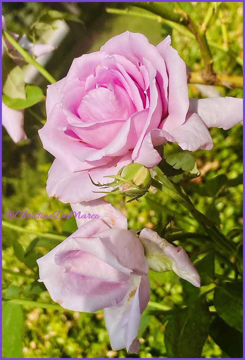 christinedemar's tweet photo. #TuesdayBlue it’s #NotReallyBlue but her name is #BlueGirl by Weeks #Roses It’s #NotRoseWednesday however I’m sharing this rose on my late mother’s birthday for September 6th. Tomorrow, she would have been 93. Planted in her memory. #SeptemberFlowers #SeptemberRoses #InMemory https://t.co/BBEHdcwyNq