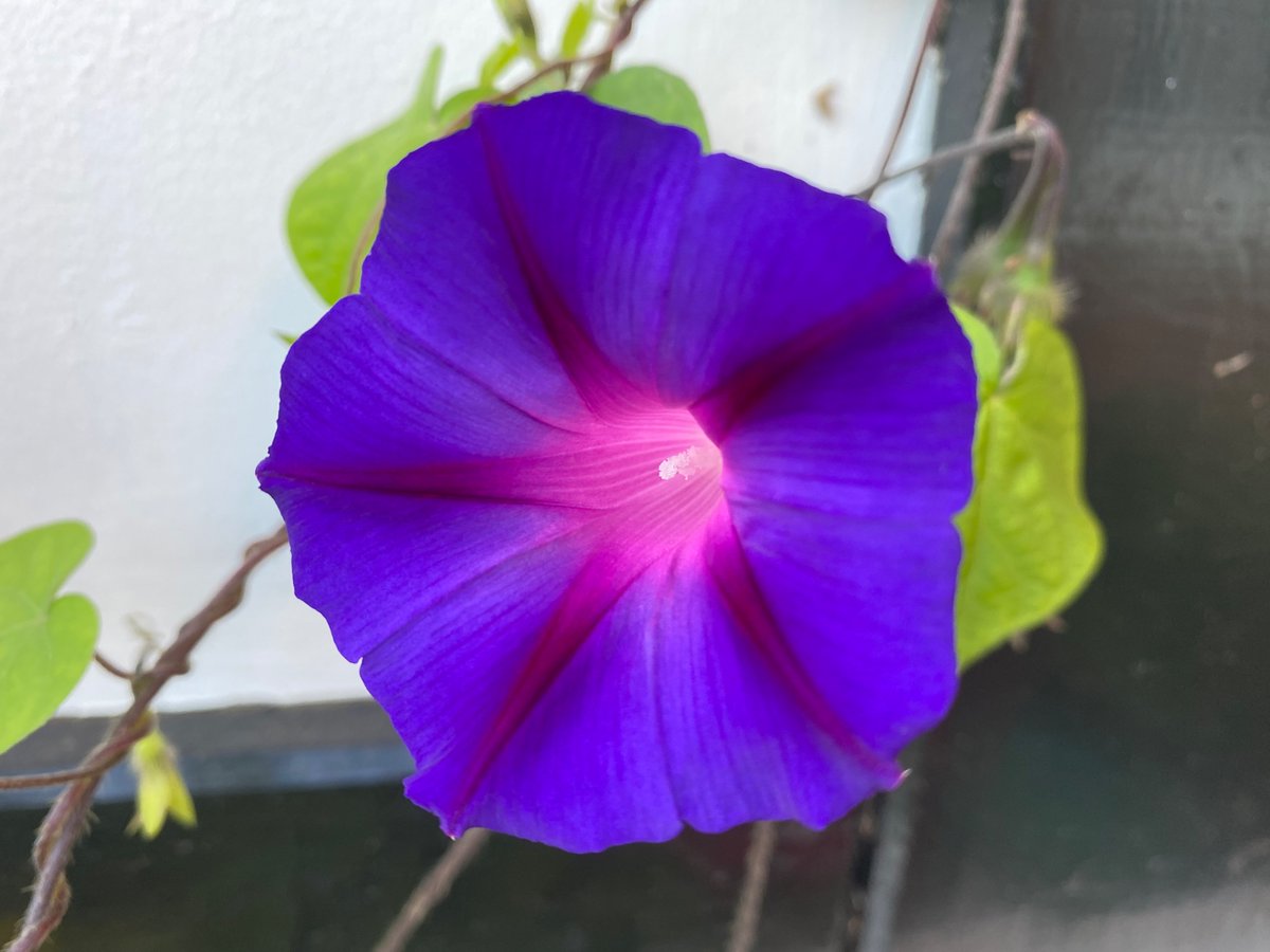 C Josiffe (@chrisjosiffe) on Twitter photo 