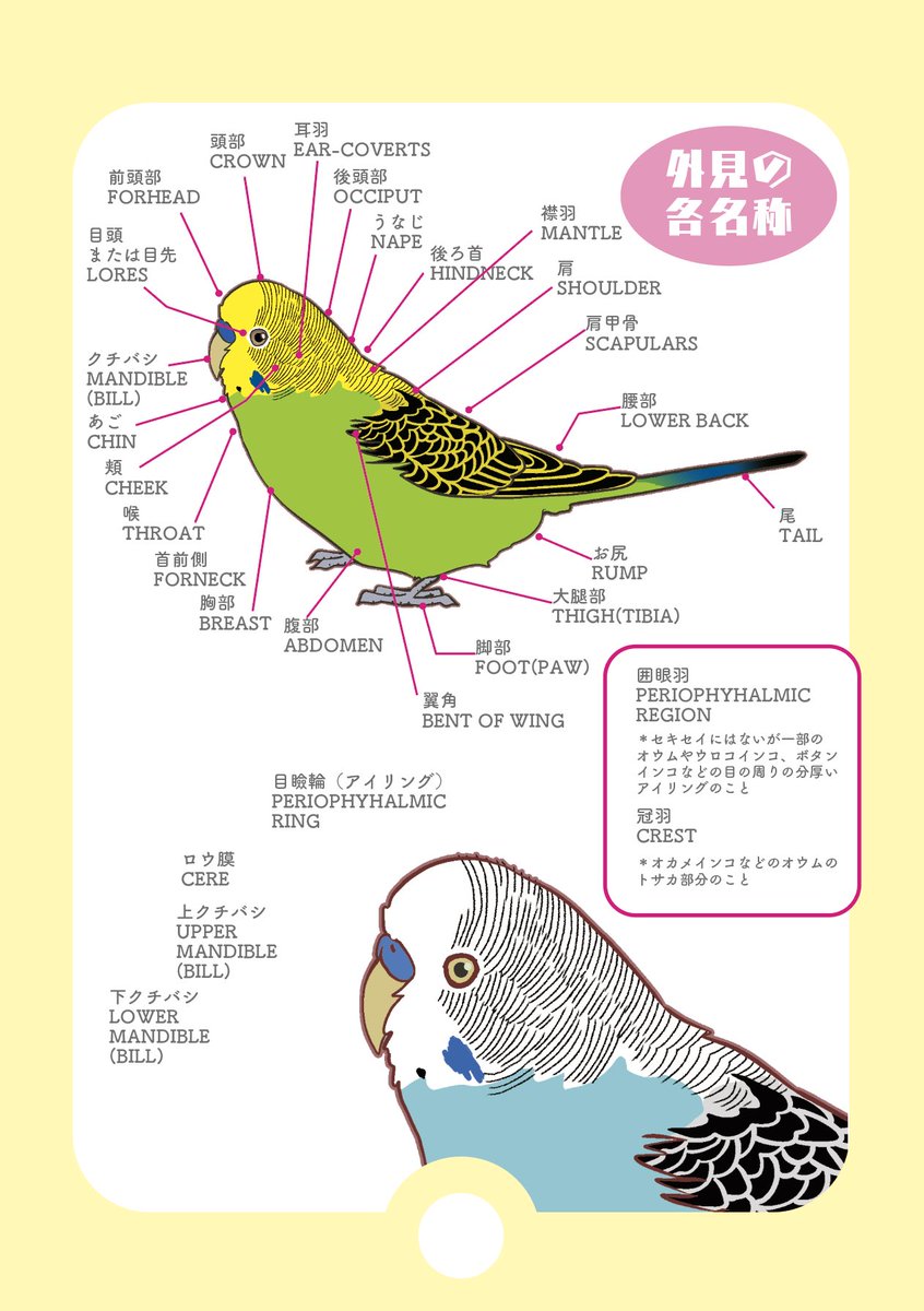 【最近フォローして下さった方へ】
普段は画業を本業として、鳥のかわいいイラストを描いたりグッズを作っています♡
お店→ https://t.co/4obwAN3R9f
鳥の事をもっと知りたい、学びたいと思って、洋書や海外サイトで学んだことをたまにフィードバックしています。… https://t.co/o8gvLjvh4s