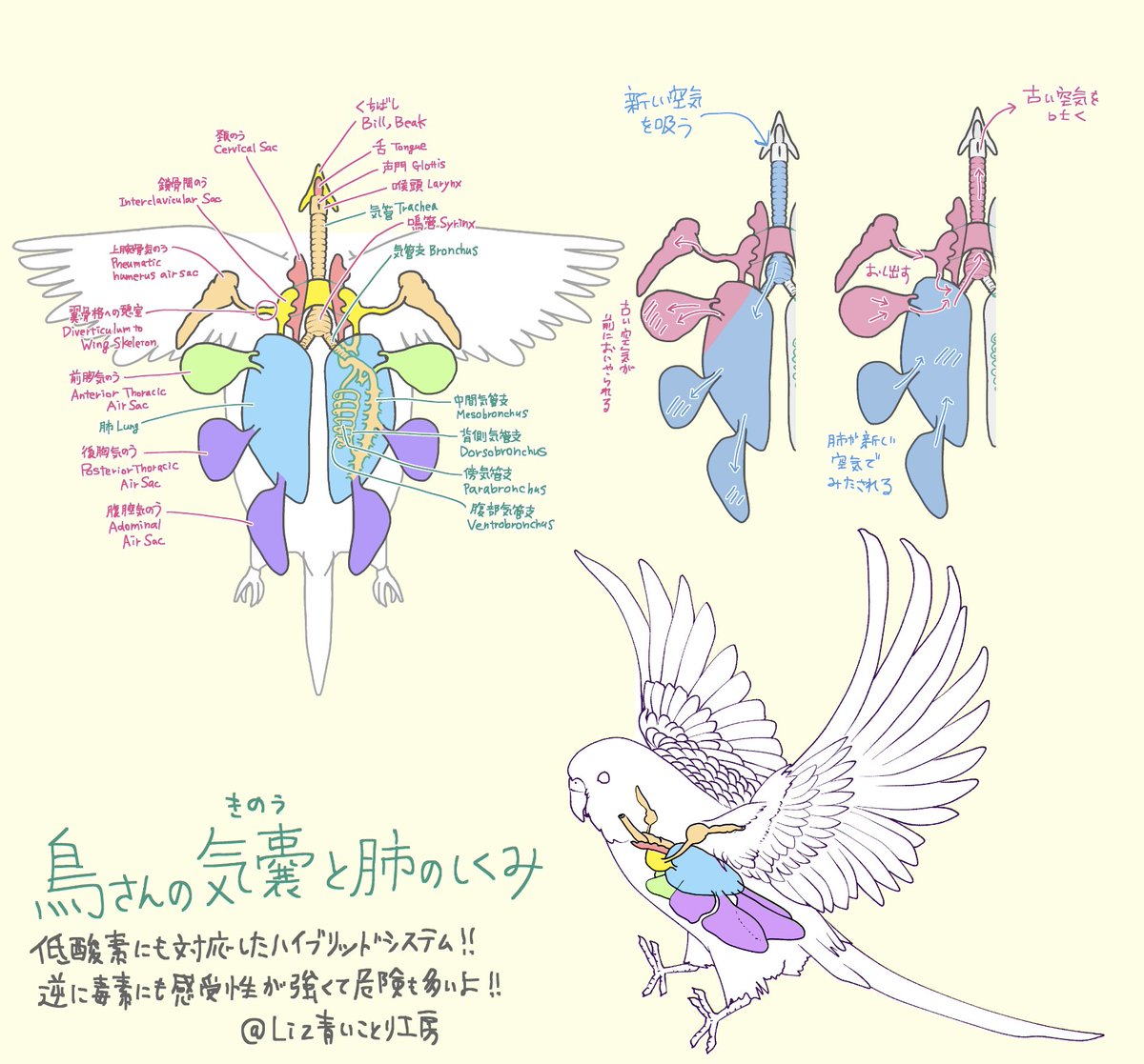 【最近フォローして下さった方へ】
普段は画業を本業として、鳥のかわいいイラストを描いたりグッズを作っています♡
お店→ https://t.co/4obwAN3R9f
鳥の事をもっと知りたい、学びたいと思って、洋書や海外サイトで学んだことをたまにフィードバックしています。… https://t.co/o8gvLjvh4s