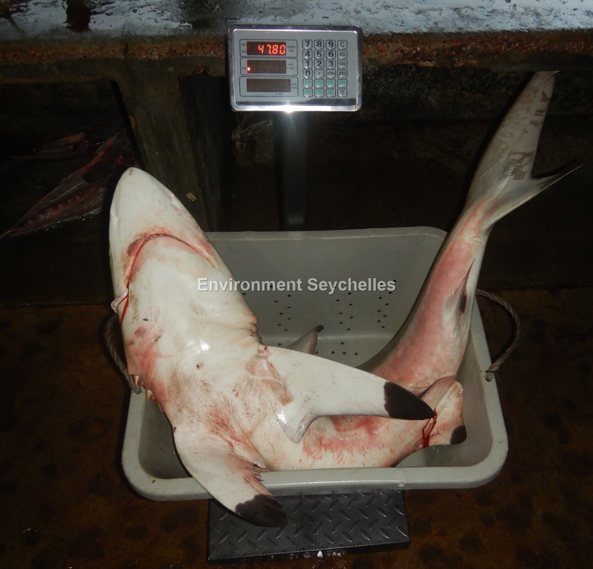 Seychellesharks's tweet image. Blacktip shark (Carcharhinus limbatus) Victoria (24/08/23). #datagathering #SeyCCAT #seychellesfishingauthority #elasmobranch project