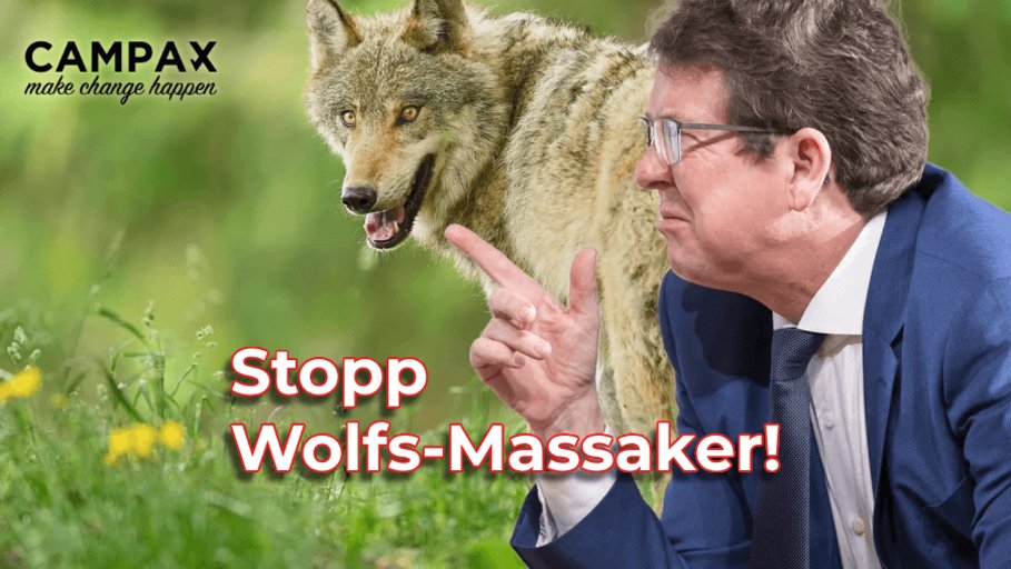 WWF_Suisse's tweet photo. 🐺 L'ordonnance de l'#OFEV relative à la #loi sur la chasse ne tient pas compte de la volonté populaire ni des conditions de sauvegarde des loups mentionnées par le Parlement. C'est inacceptable! La démocratie suisse est bafouée. Arrêtons le massacre: https://t.co/L4l1LjNIoD https://t.co/3Uxz9usk4S