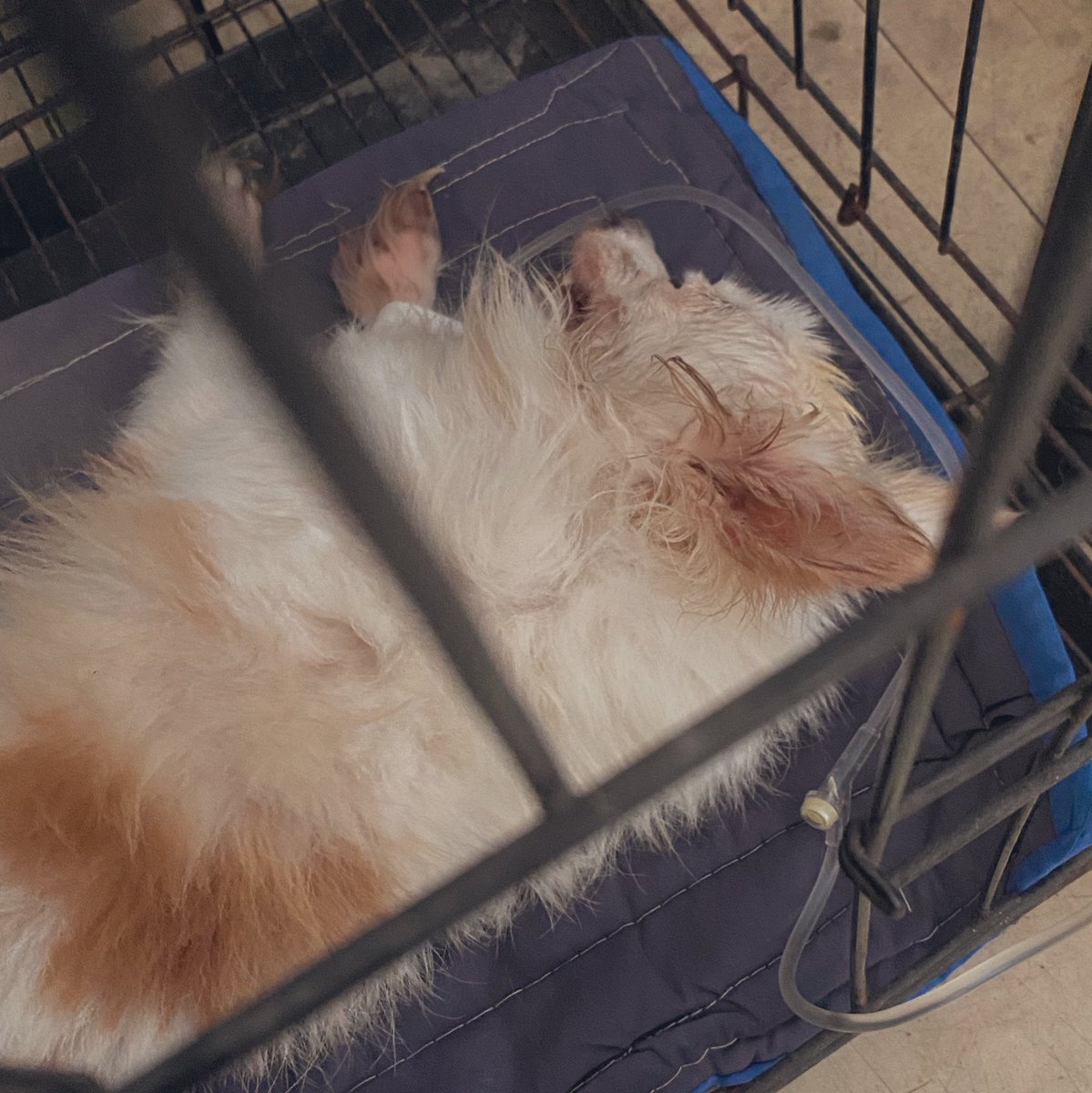 HELPenthes's tweet photo. TAROT READING DISCOUNTS FOR MY DOGGO

- i will offer 50/ques tarot readings with brief interpretation and no rush fee to pay for my dog’s blood transfusion and vet bills. please commission me or avail for my tarot reading services po. prayers and rts are appreciated. tenchu🥺❤️ https://t.co/8prN1EvSTf