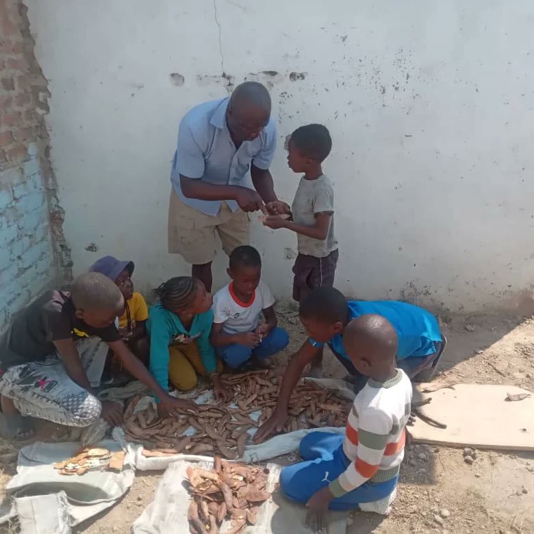 TreeKnowers's tweet image. Busy day collecting and introducing children to different types of seeds that we had picked .Taught them simple methods of separating them from the pods, cleaning, and how to store them safely.

#treeknowersandgrowers 
#environment #trees #seed