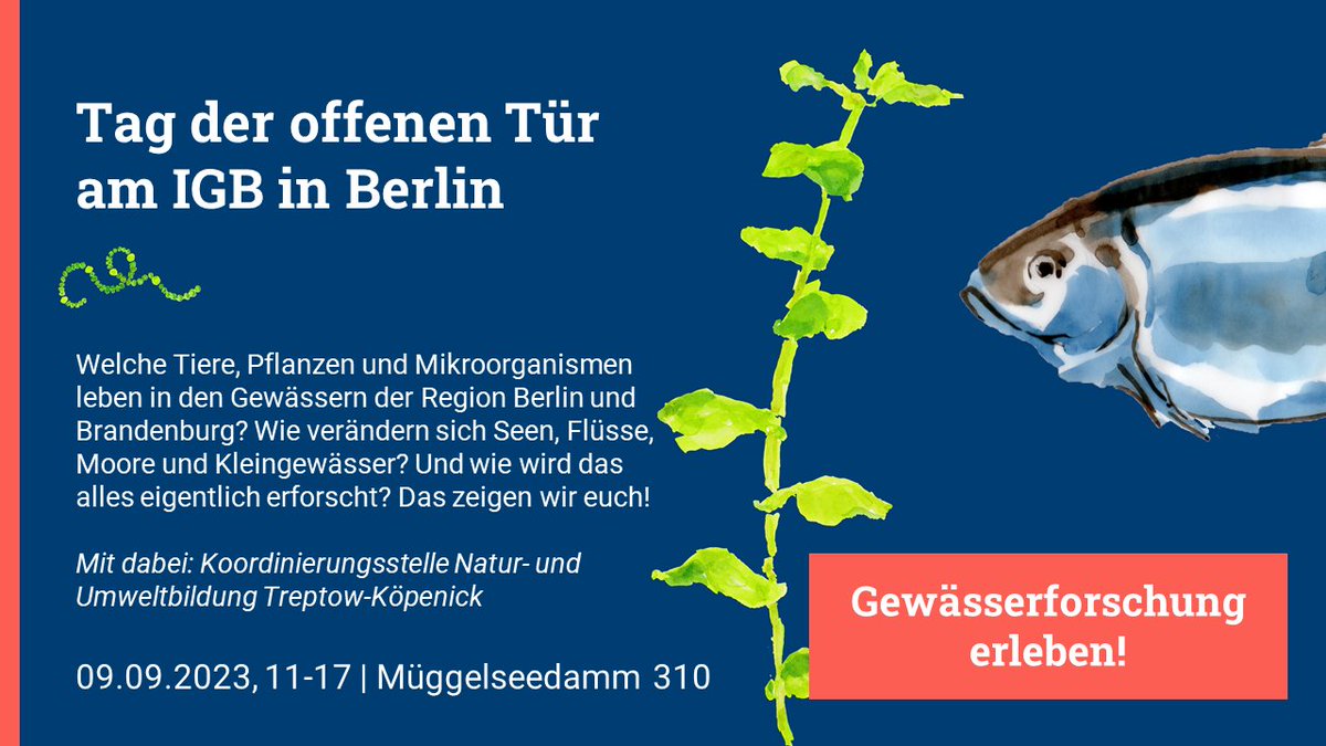 Tipp fürs Wochenende: Samstag, 9. Sept., zeigen wir von 11-17 Uhr in unserem Garten am Ufer des #Müggelsee|s in #Berlin-#Friedrichshagen, was im #See und in den vielen anderen #Gewässer|n der Region lebt und wie es um die #Wasserqualität steht. Programm > igb-berlin.de/veranstaltung/…