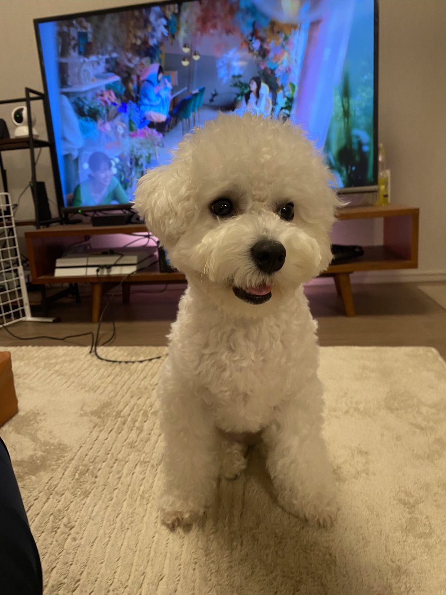 テレビ見てると前に座って見つめてくる