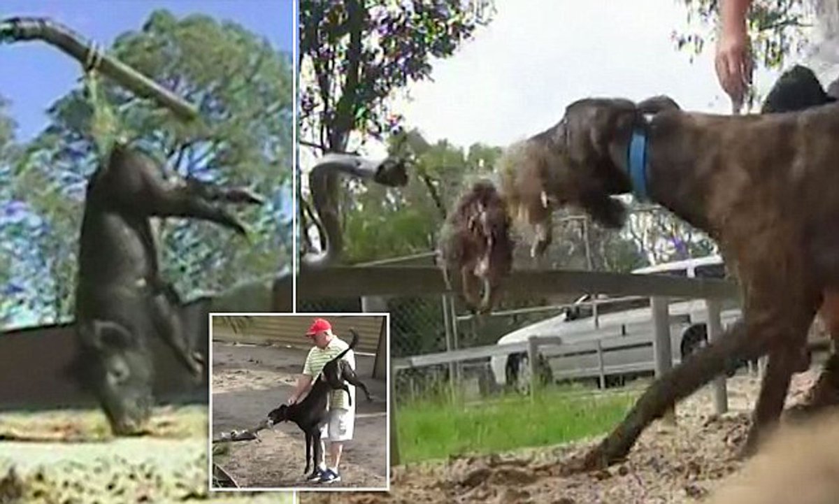 AusStop's tweet photo. Today, Greyhound Racing Victoria (GRV) suspended a greyhound trainer and another registered person after it was discovered both were live baiting to 'blood' greyhounds on their property at Lara, near Geelong. GRV refused to name those involved or answer any further questions. https://t.co/VI4f5kqLbe