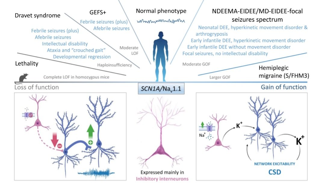 b_scn1's tweet photo. #epilepsy #scn1a #seizures #sodiumchannel #EpilepsyAwareness #scn1b https://t.co/YXcbkYEsFy