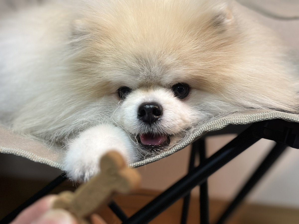 tomooyeah's tweet photo. 月に一度のお楽しみ

#ポメラニアン　#パーティーカラーポメラニアン https://t.co/YtHXNvubiL