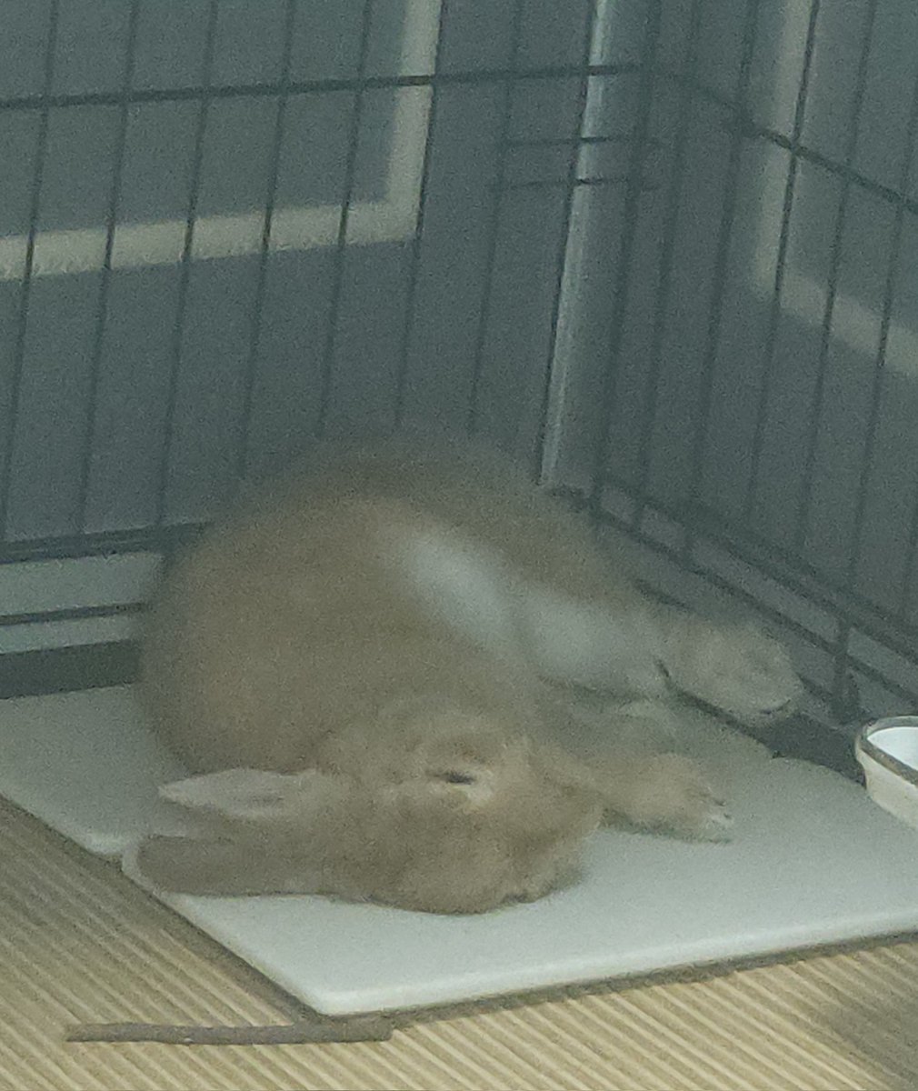 Ha_Rang_OwO_'s tweet photo. 새벽에 작업하다가 광남이가 조용해서 쳐다봤는데, 세상 편안하게 누워있어서  같이 바닥에 누워있다가 잠깐 졸았다 ㅋ https://t.co/P7f1DCMsES