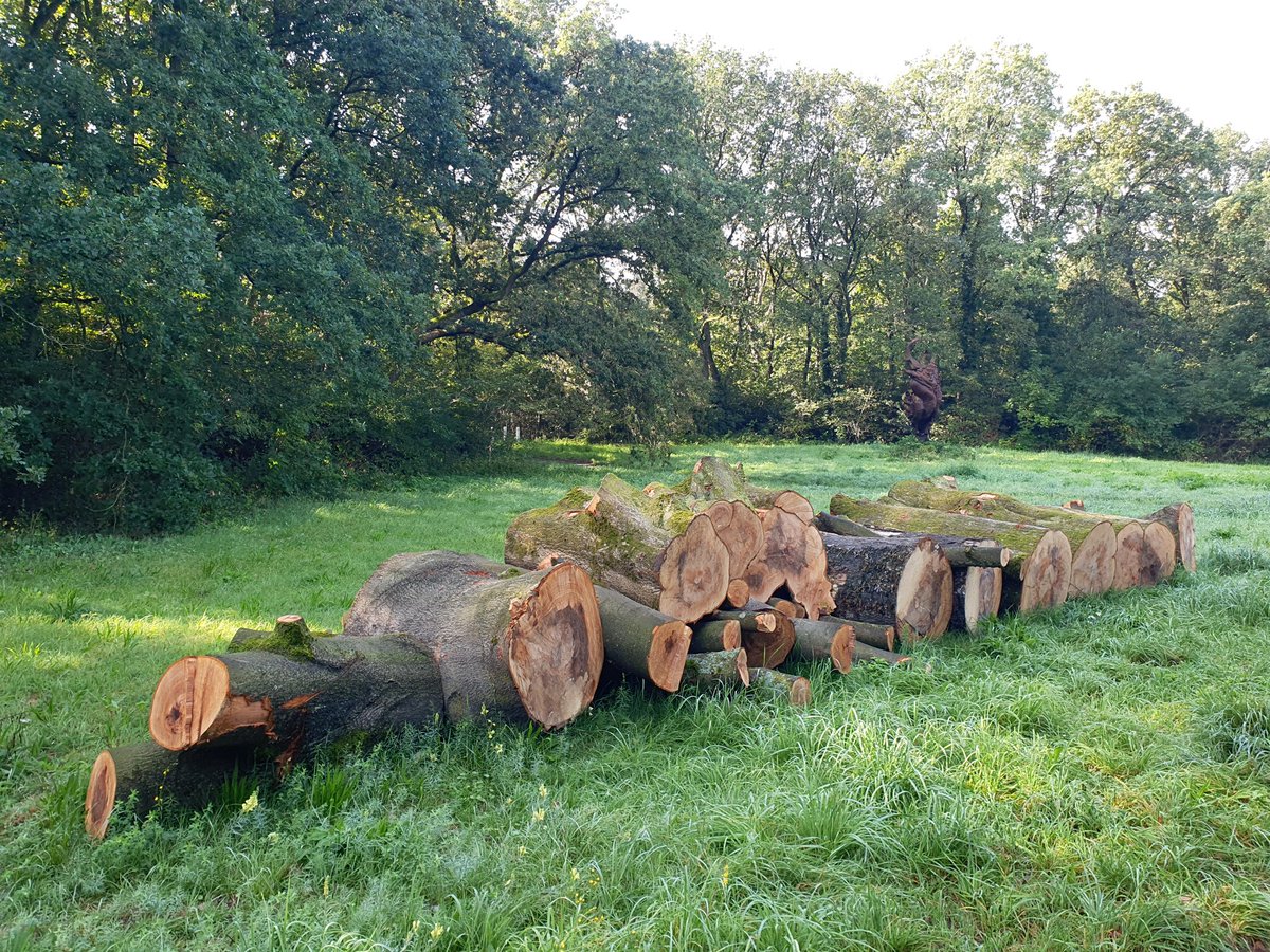 Goedemorgen <a href="/Gem_Amersfoort/">Gemeente Amersfoort</a> kunnen jullie deze vraag van vorige week beantwoorden? De boom lag er gisteren nog <a href="/cbarneveld/">Christian van Barneveld</a>