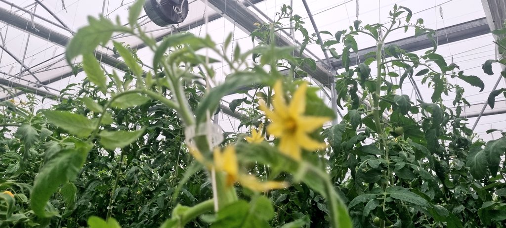 IQcrops's tweet photo. Οι πρωτες βροχές έκαναν την εμφάνιση στους στη Θεσσαλία, βοηθώντας τις φυτείες που είναι σε εξέλιξη σε θέματα Θερμοκρασίας και Σχετικής Υγρασίας
#PrecisionHydroponics 
@totalgreenhousemgt @MyUltraLife @e_drimtzias @lyviakis https://t.co/4azengTNe7