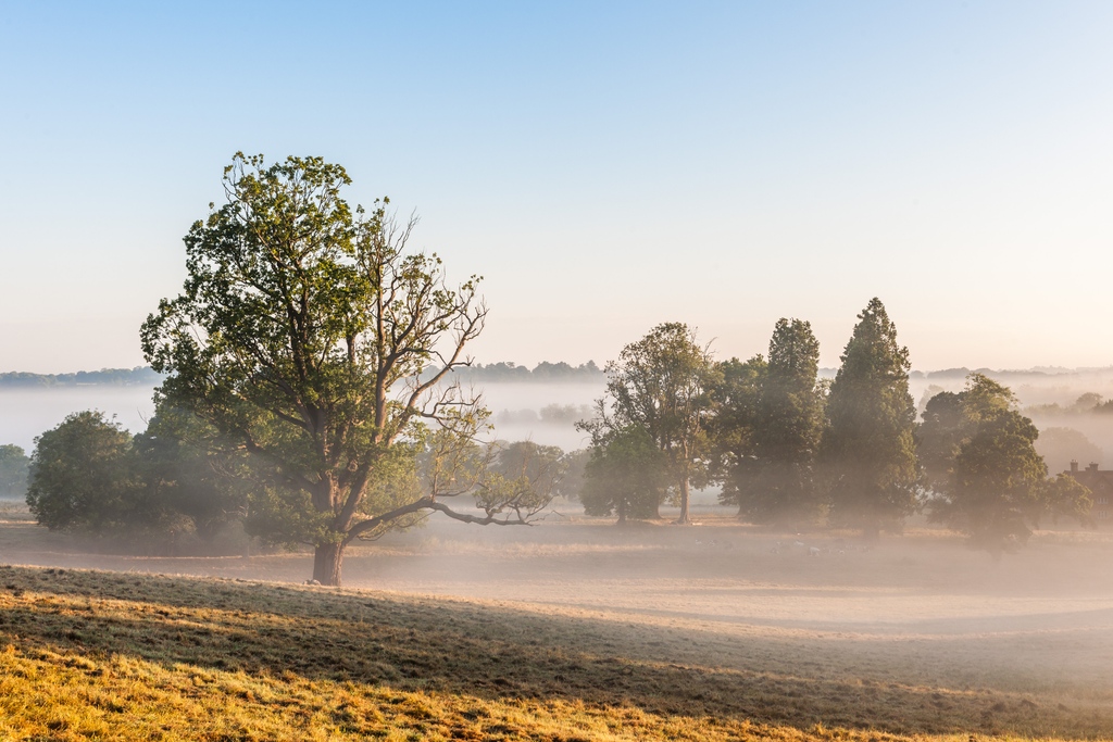 A moment of calm with misty morning views over North Park 🌳 
⁠
#bordehillgarden #mistymorning #sunrise #naturescape #parkland